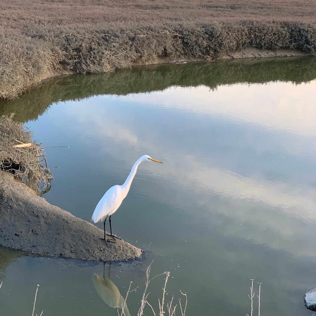 Hayward Regional Shoreline 3